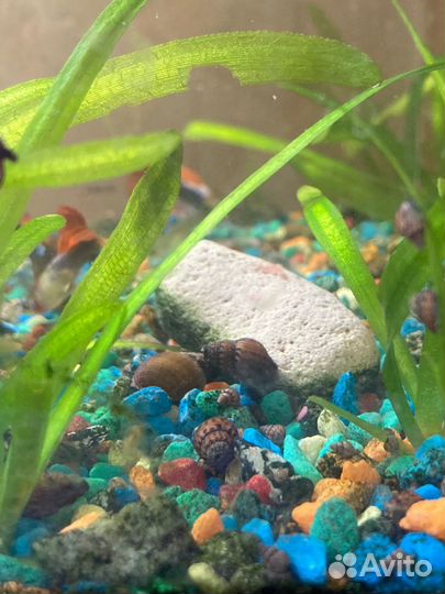 Улитка грунтовая мелания туберкулата и гранифера