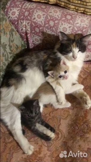 Без кота и жизнь не та