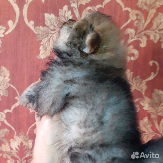 Щенки шпица