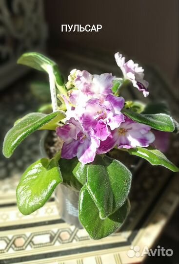 Сортовые фиалки