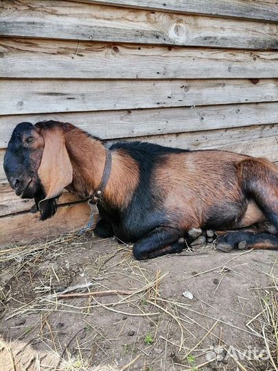 Нубийские козлы