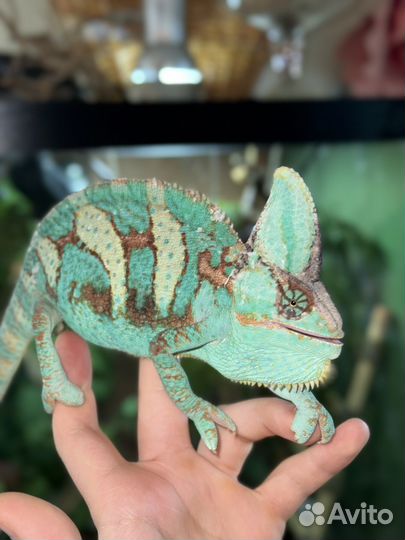 Йеменский хамелеон (пара разные родители)