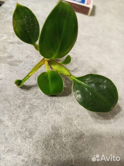 Филодендрон