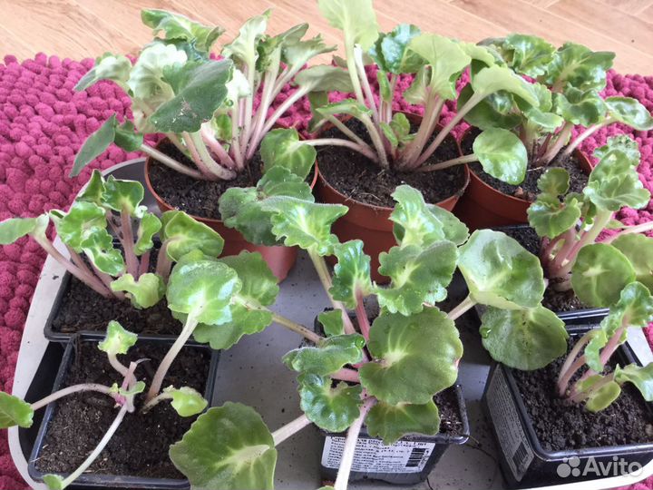 Фиалка сортовая