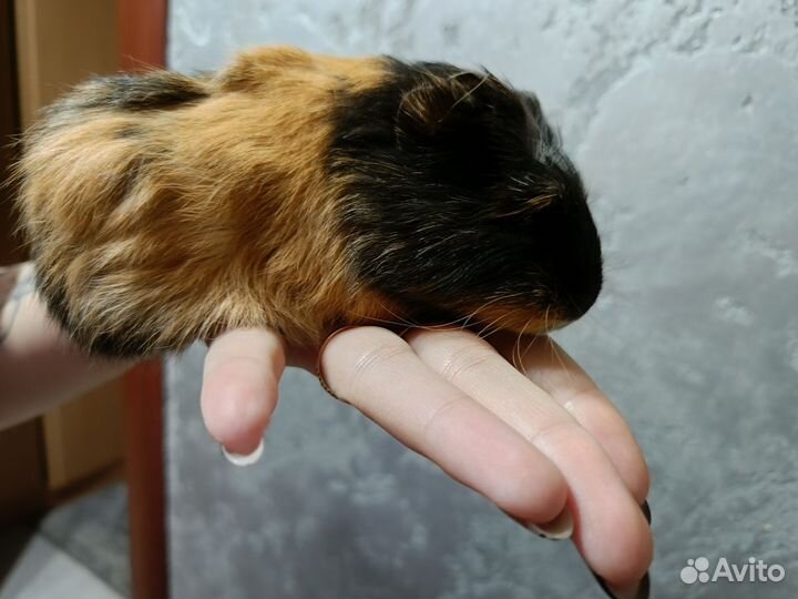 Морская свинка