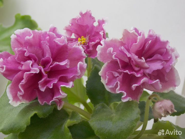 Листочки фиалок