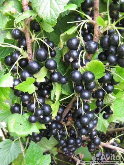 Крупная сладкая черная смородина