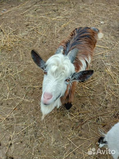 Козлята и козы