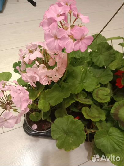 Пеларгония герань
