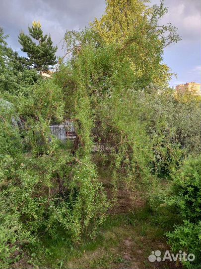 Ива козья пендула