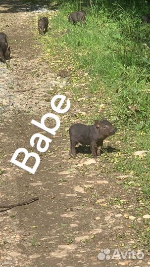 Вьетнамский вислобрюхий поросенок