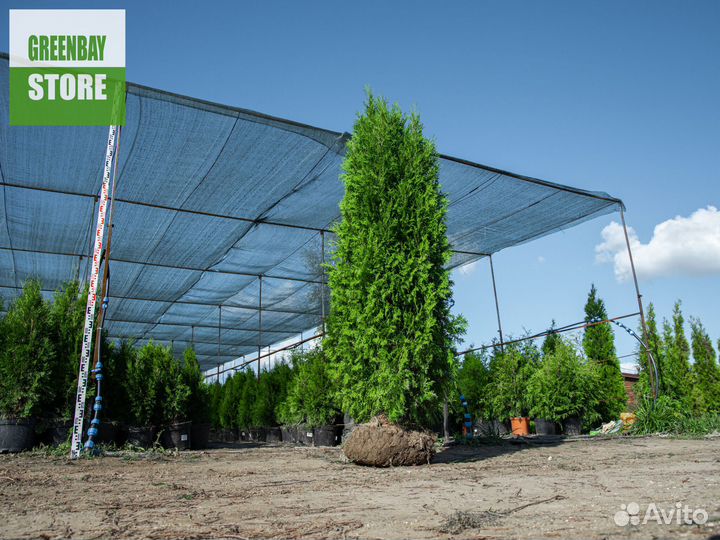 Туи колумна 200 см свежая копка 2023