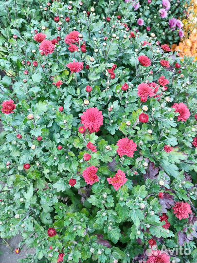 Хризантемы мультифлора