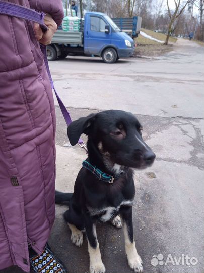 Собака в добрые руки щенок