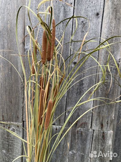 Рогоз и другие сухоцветы