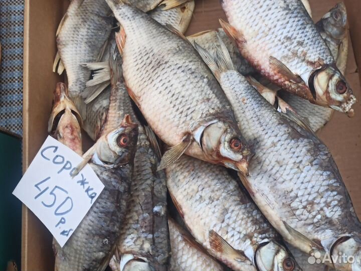 Сорожка (плотва)вяленая с икрой