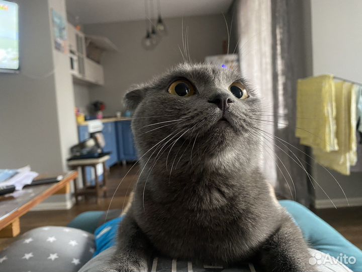 Британский кошка вязка