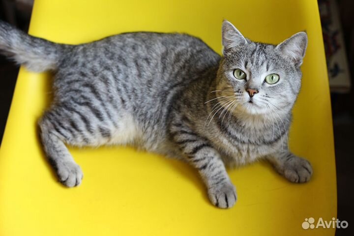 Кот в добрые руки