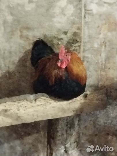 Молодые петухи