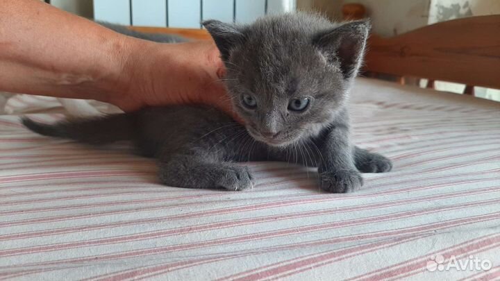 Котята метисы