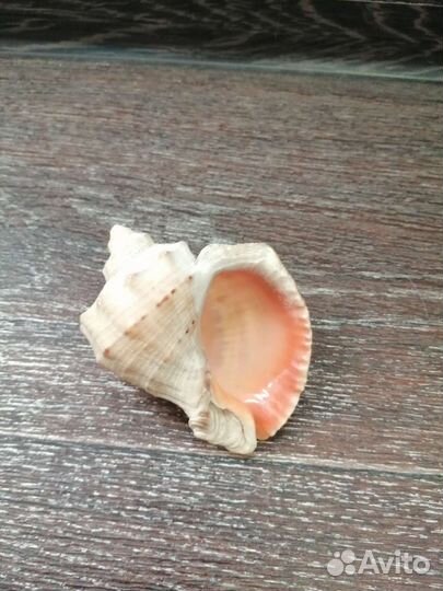 Морские ракушки раковины