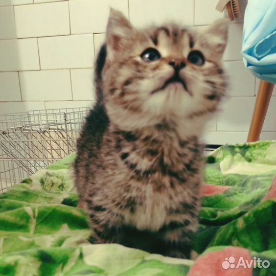 Котенок девочка ищет дом