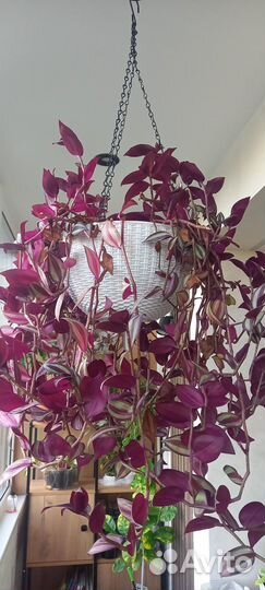 Традесканция Зербина фиолетовый холм. Растение