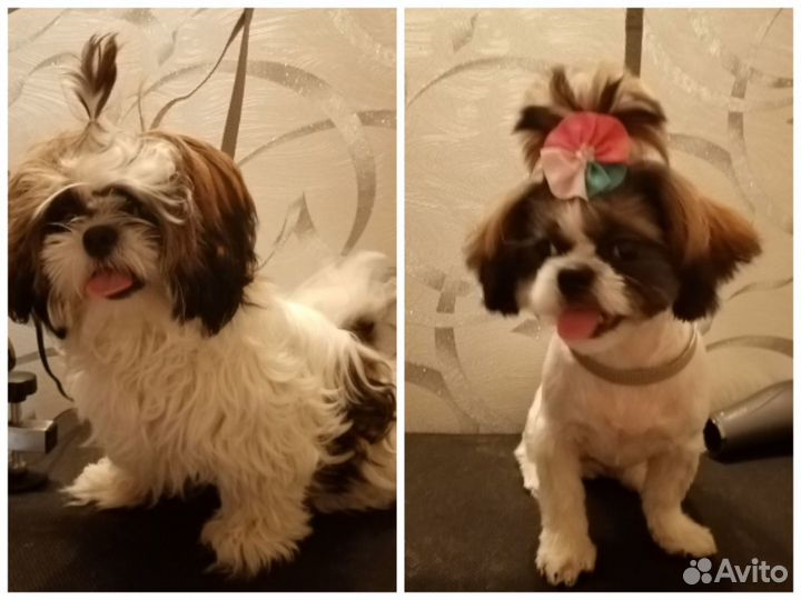 Услуги грумера