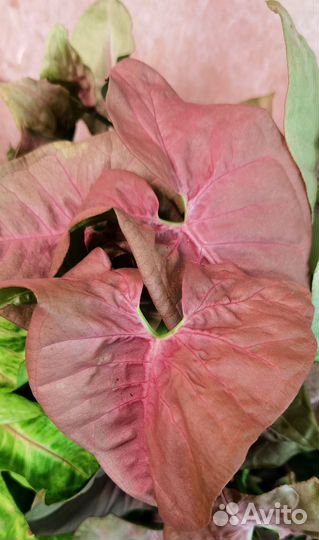 Сингониумы сортовые в ассортименте,комнатные цветы