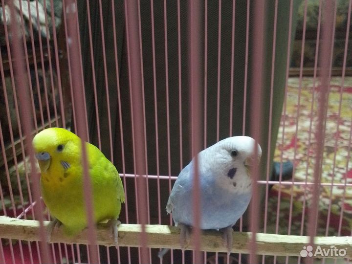 Волнистые молоденькие попугайчики