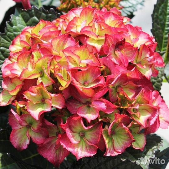 Гортензия крупнолистная черенки