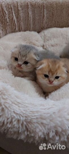 Британские котята
