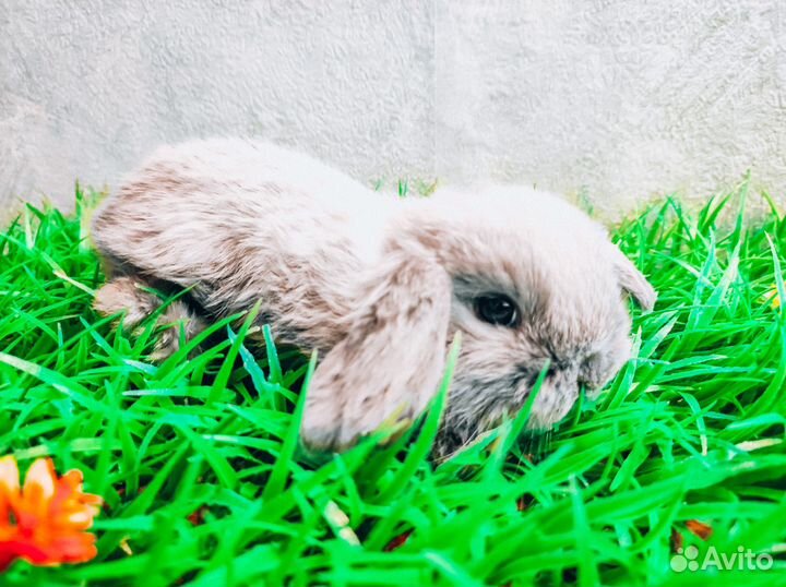 Карликовый кролик - Мега мини