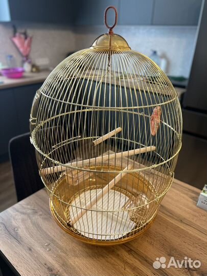 Попугай неразлучники