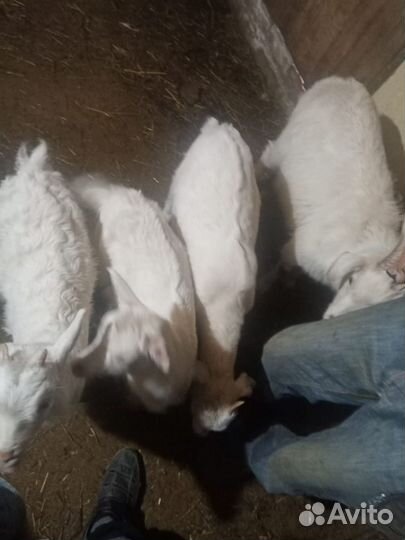 Козы, козлята