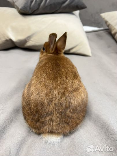 Карликовый кролик (Сатиновый) с клеткой