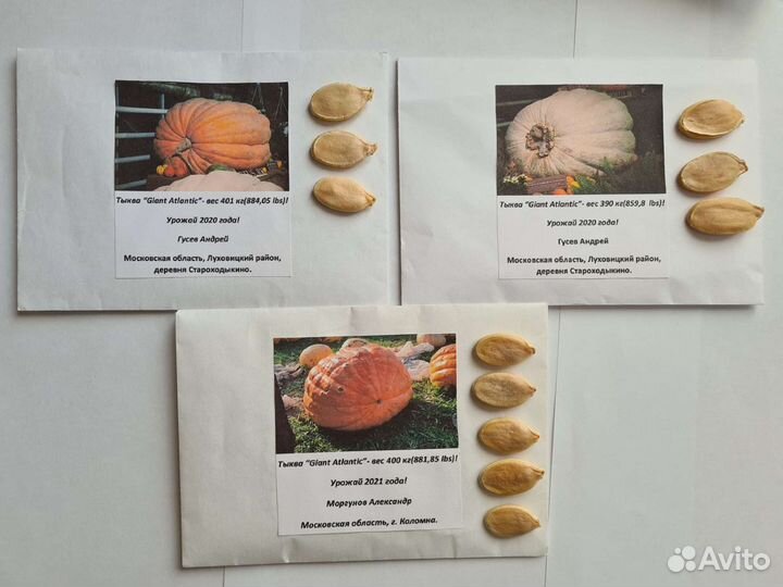 Семена гигантских тыкв сорта Giant Atlantic