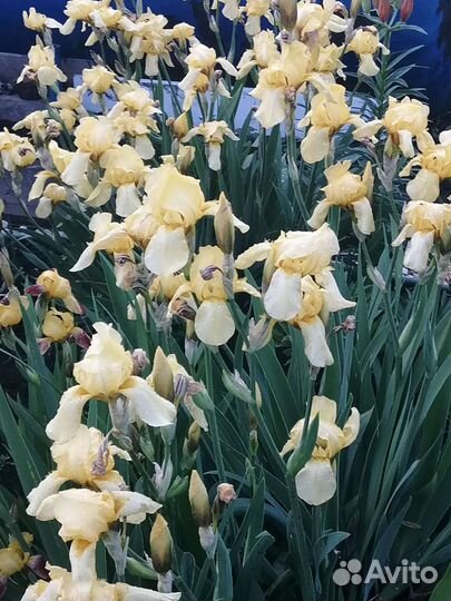 Ирис жёлтый и бородатый