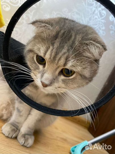 Кастрация котов с выездом на дом