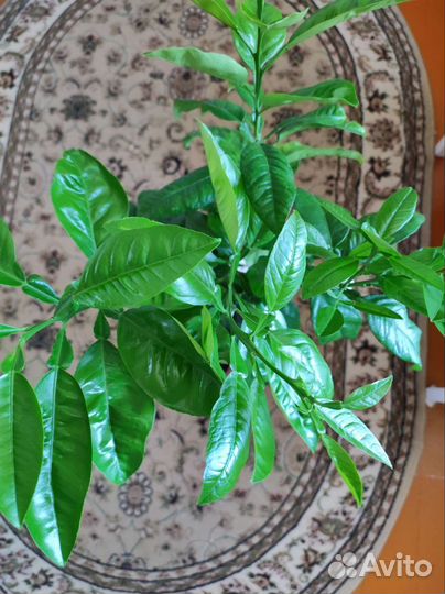 Цитрусовое дерево -Памело, лимоны