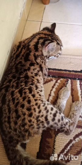 Азиатские леопардовые коты из питомника