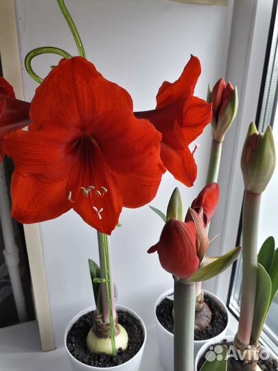 Амариллис сорта Парк Оранж