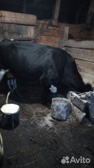 Коровы дойные молочные