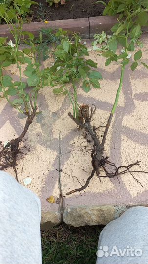 Саженцы роз