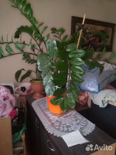 Замиокулькас