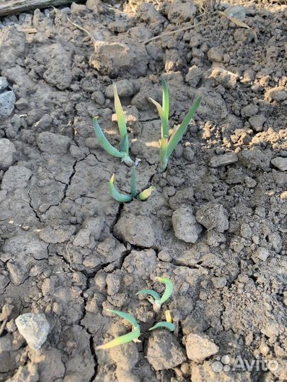 Лук многоярусный многолетний