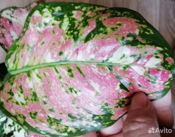 Аглаонема анимани триколор