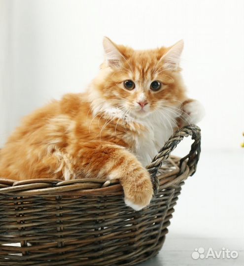 Курильский бобтейл котенок