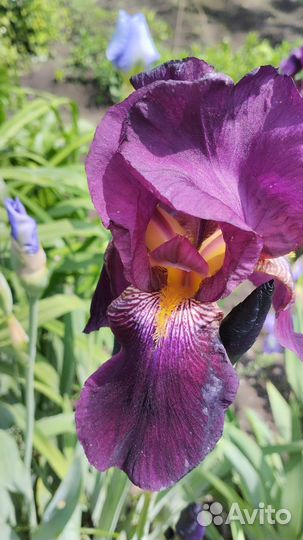 Ирис, канупер,мята лонгифолия шандра душистая