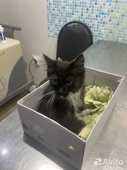 Котенок в добрые руки